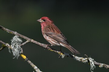 Bird on Branch