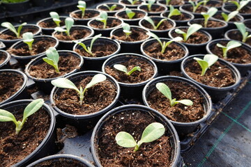 Potted young vegetable seedlings sprouting in greenhouse