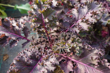 Healthy purple kale plant cultivated in hothouse