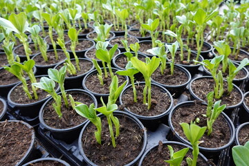 Young organic vegetable seedlings sprouting in greenhouse