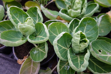Young Brussels sprouts growing in containers in vegetable garden