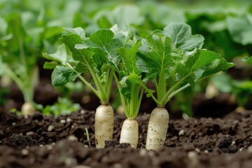 Fresh Radish Growing in Farm Soil