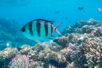 Fisch beim Tauchen groß