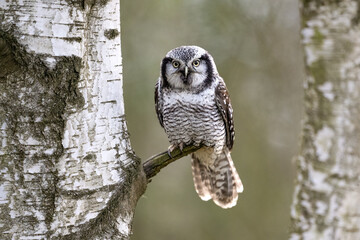 Northern hawk-owl, Surnia ulula, in Boemian-Moravian highlands