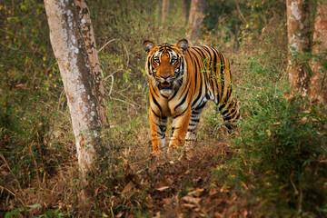 Bengal Tiger - Panthera tigris tigris the biggest cat in wild in Indian jungle in Nagarhole tiger reserve, hunter in the greeen jungle, face to face view