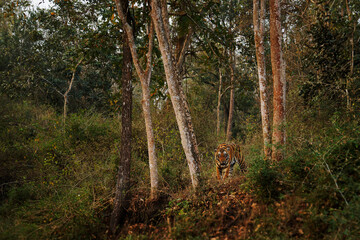 Bengal Tiger - Panthera tigris tigris the biggest cat in wild in Indian jungle in Nagarhole tiger reserve, hunter in the greeen jungle, face to face view - 791950080