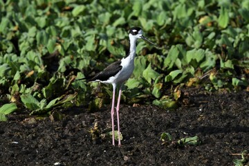Bird white and black