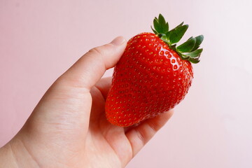 Obraz premium 苺園の大きくて真っ赤な苺と小学5年生の子供の手。