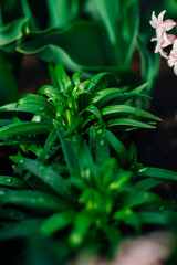 Green lily leaves in the garden. Unopened flowers in flower beds. Narrow lily leaves with raindrops . Gardening.