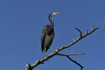 grey heron ardea cinerea