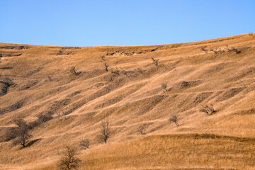 Landscape with dry grass and trees on a hill on a hillside due to drought. Climate change, global warming