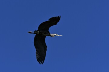 Blue Heron in Flight
