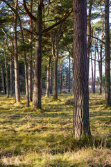 Obraz premium pine tree in the forest