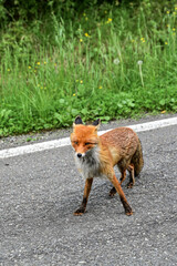 Fototapeta premium red fox vulpes (Vulpes vulpes) looks at the camera on the road of Transfagarasan, Transylvania Romania 