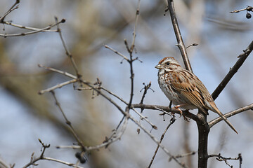 Song Sparrow perched on a branch, with blurred  background