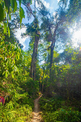 Fototapeta premium The sunlight shines on the far away sides of the trees in green tropical forest, Thailand.