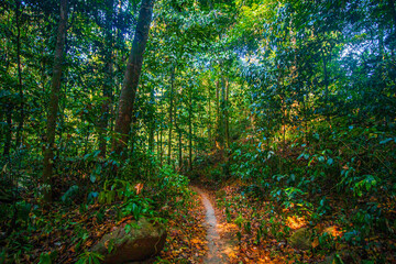 Obraz premium The sunlight shines on the far away sides of the trees in green tropical forest, Thailand.