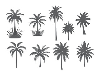 vector set of tropical palm and tree silhouettes. EPS ,Set tropical palm trees with leaves, mature and young plants, black silhouettes isolated on white background. Vector