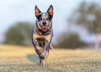 Australian Cattle Dog running at the park