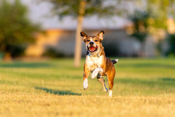 Smiling mixed breed dog with saliva flying out of his mouth while running