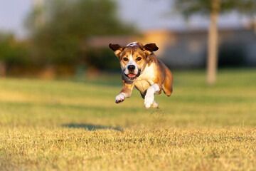 Dog caught in mid-air while running in the grass at the park