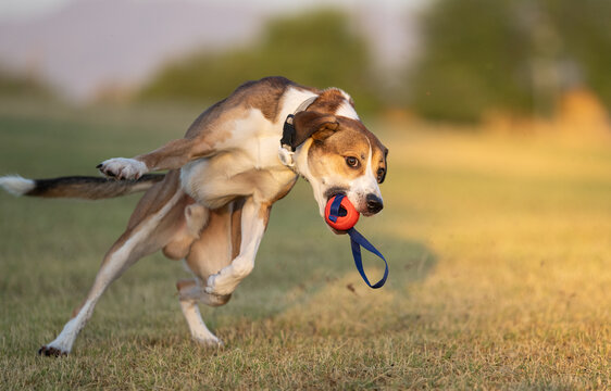Dog catching a ball while running at the park