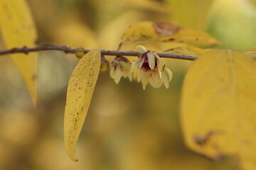 fiori di calicanto in inverno