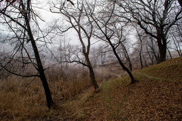 Winter landscape, nature of Ukraine, snow, cold, emptiness, calm, background