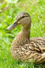 duck
