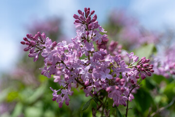 lilac flowers in the garden