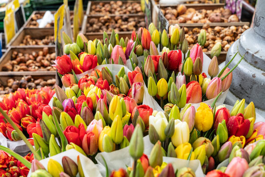 tulips and bulbs, Flower Market -Bloemenmarkt-, Singel canal, Amsterdam, Netherlands