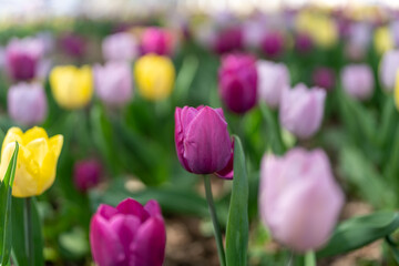 Obraz premium field of tulips