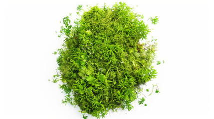 Obraz premium green moss isolated on white