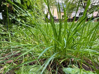 grass in the garden