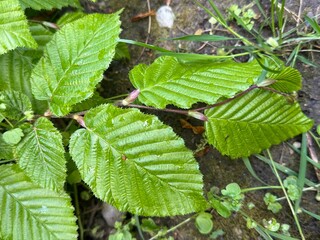 leaves in the garden