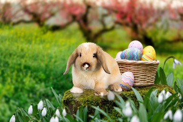 Cute Easter bunny with colored eggs on grass field.