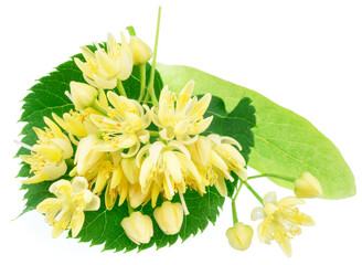 Linden flowers or lime tree flowers isolated on white background.