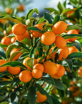 Kumquat branch completely covered with ripe kumquat fruits close up.