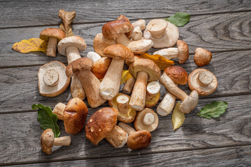 Fresh harvest of porcini mushrooms on wooden table. Lucky result of mushroom picking.