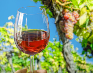 Glass of rose wine in man hand and cluster of grapes on vine at the background.