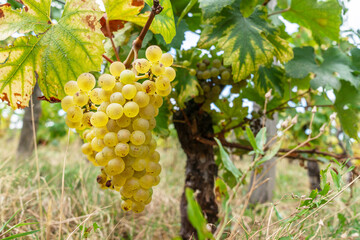 White wine grapes on the vine close up.