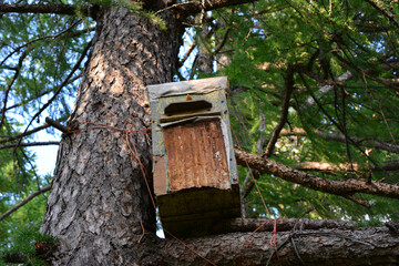 a wooden hive on the spruce tree 