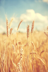 Obraz premium Close up golden wheat. Agricultural and nature concept. High quality photo