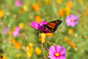 butterfly on a flower