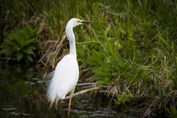 Obraz premium The Great egret stands on its feet in the water on a cloudy spring evening. A large white plumage bird with an orange bill and black legs in wildlife with green background.
