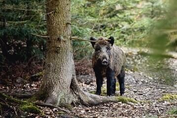 Wild Boar Male in Forest