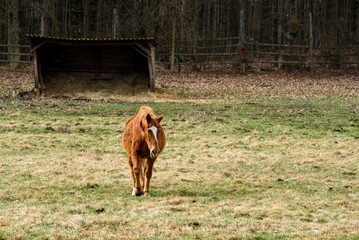 Solitary Horse in Enclosure