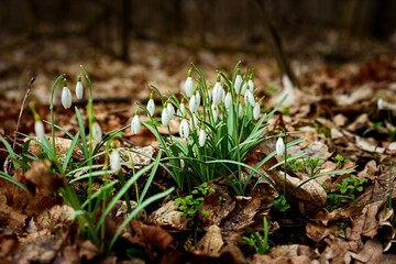 Blooming Snowdrops in Fallen Leaves