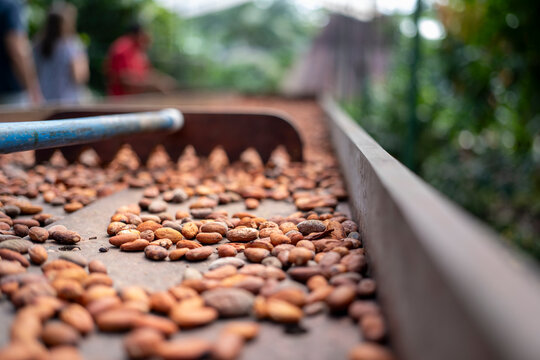 Cocoa beans in a plantation in Costa Rica