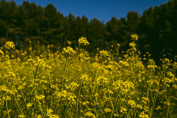 Yellow mustard flowers against clear blue sky in spring day. Perennial herbaceous plant with bright yellow flowers, grassland herbs swaying in a wind.